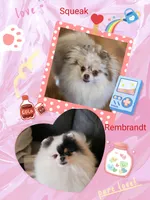 Prodigal Son Beaver AKC , a male Pomeranian for sale in Redding, CA – 9 of 9