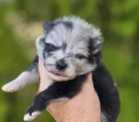 Starry Starry Night , a male Pomeranian for sale in Anderson, CA – 10 of 10