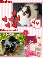Rumor AKC, a female Pomeranian for sale in Redding, CA – 9 of 9