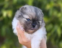 Bentley Blue eyes, a male Pomeranian for sale in Redding, CA – 2 of 10