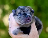 Afogoto AKC , a male Pomeranian for sale in Redding, CA – 3 of 10