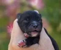 Mona Lisa , a female Pomeranian for sale in Redding, CA – 5 of 9