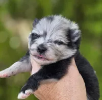 Starry Starry Night , a male Pomeranian for sale in Anderson, CA – 9 of 10