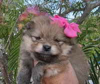 Memory , a female Pomeranian for sale in Redding, CA – 2 of 8