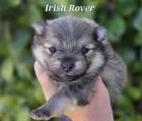 Irish Rover , a male Pomeranian for sale in Redding, CA – Photo 3 of 5