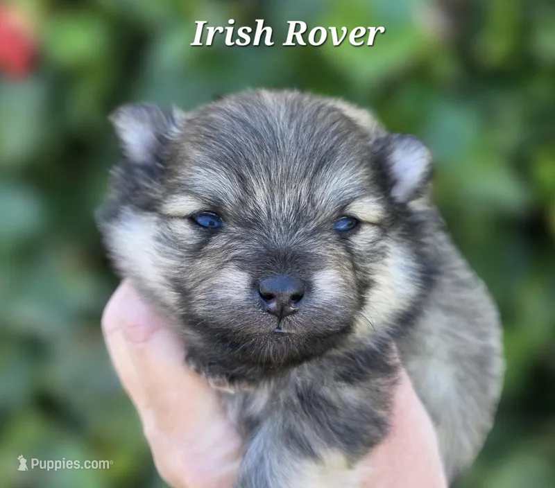 Irish Rover , a male Pomeranian for sale in Redding, CA – Photo 1 of 5