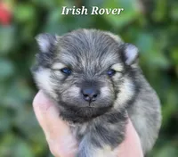 Irish Rover , a male Pomeranian for sale in Redding, CA – Photo 1 of 5