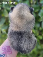 Irish Rover , a male Pomeranian for sale in Redding, CA – Photo 5 of 5