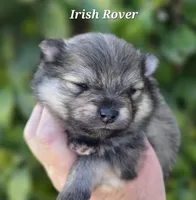 Irish Rover , a male Pomeranian for sale in Redding, CA – Photo 2 of 5
