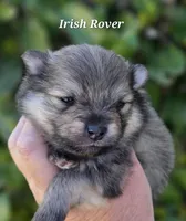 Irish Rover , a male Pomeranian for sale in Redding, CA – Photo 4 of 5