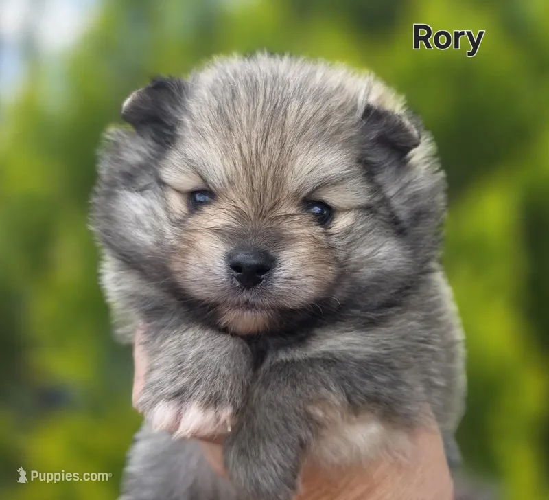 Rory – Pomeranian puppy for sale in Redding, CA