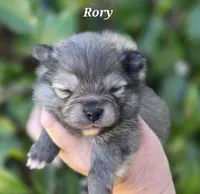 Rory, a male Pomeranian for sale in Redding, CA – Photo 6 of 7