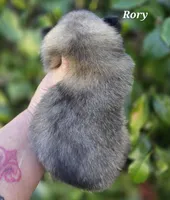 Rory, a male Pomeranian for sale in Redding, CA – Photo 5 of 7