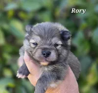 Rory, a male Pomeranian for sale in Redding, CA – Photo 2 of 7