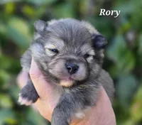 Rory, a male Pomeranian for sale in Redding, CA – Photo 4 of 7
