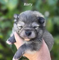 Rory, a male Pomeranian for sale in Redding, CA – Photo 7 of 7