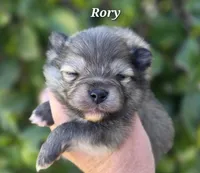 Rory, a male Pomeranian for sale in Redding, CA – Photo 3 of 7