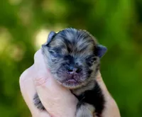 Afogoto AKC , a male Pomeranian for sale in Redding, CA – 4 of 10
