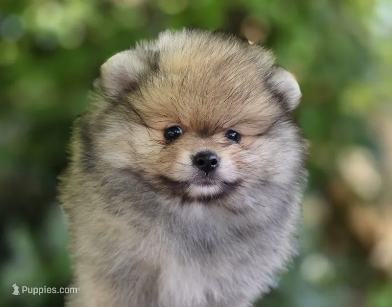 Finnigan – Pomeranian puppy for sale in Redding, CA