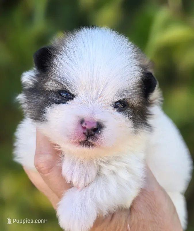 Gabriel – Pomeranian puppy for sale in Redding, CA
