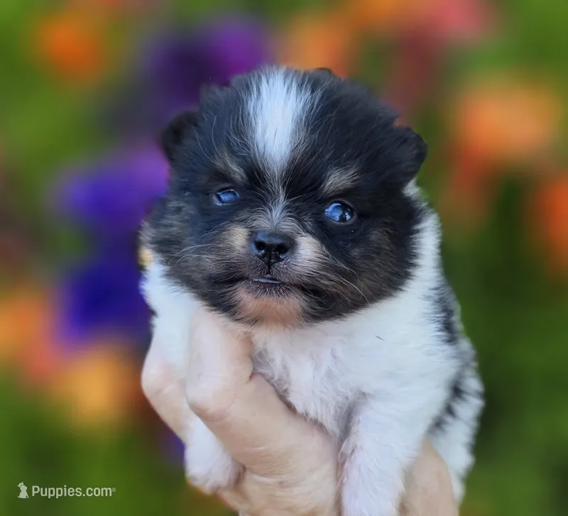 Poet AKC  – Pomeranian puppy for sale in Redding, CA