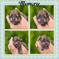 Memory , a female Pomeranian for sale in Redding, CA – 1 of 9