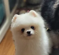 Puff, a male Pomeranian for sale in Redding, CA – 4 of 5
