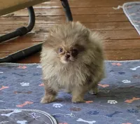 Cadbury , a male Pomeranian for sale in Redding, CA – 2 of 9