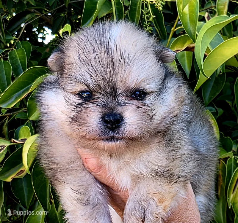 DaVinci  – Pomeranian puppy for sale in Redding, CA