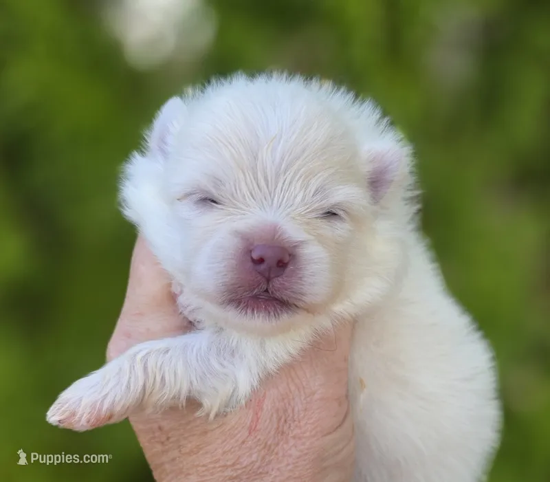 Prodigal Son – Pomeranian puppy for sale in Redding, CA