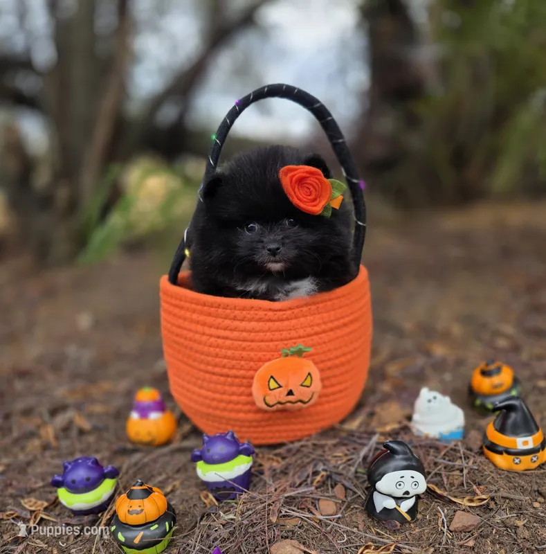 Mona Lisa AKC  – Pomeranian puppy for sale in Redding, CA