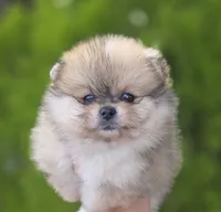 DaVinci , a male Pomeranian for sale in Anderson, CA – 9 of 10