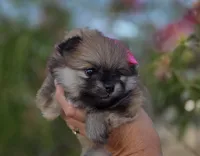 Liberty , a female Pomeranian for sale in Redding, CA – 10 of 10