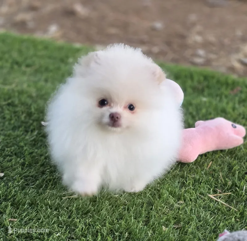 Beaver AKC  – Pomeranian puppy for sale in Redding, CA