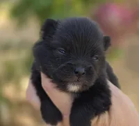 Mona Lisa , a female Pomeranian for sale in Anderson, CA – 2 of 8