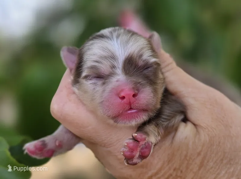 Van Gough  – Pomeranian puppy for sale in Redding, CA