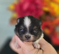 Poet AKC , a male Pomeranian for sale in Redding, CA – 2 of 8