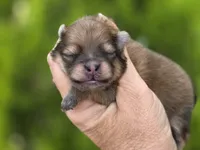 Memory , a female Pomeranian for sale in Redding, CA – 8 of 9