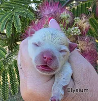Elysium , a female Pomeranian for sale in Redding, CA – 7 of 8