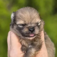 Gelato AKC blue eye, a male Pomeranian for sale in Redding, CA – 9 of 10