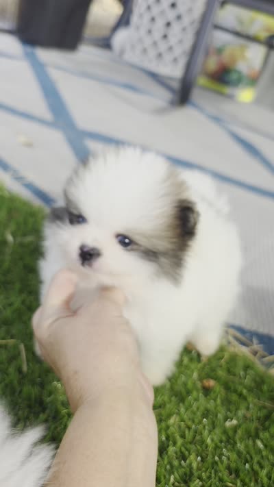 Gabriel, a male Pomeranian for sale in Anderson, CA – 9 of 9