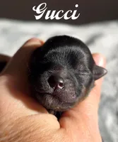 Gucci , a male Pomeranian for sale in Redding, CA – Photo 1 of 10