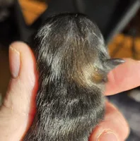 Gucci , a male Pomeranian for sale in Redding, CA – Photo 5 of 10