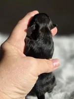 Gucci , a male Pomeranian for sale in Redding, CA – Photo 3 of 10