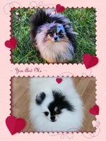 Gucci , a male Pomeranian for sale in Redding, CA – Photo 8 of 10