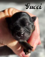 Gucci , a male Pomeranian for sale in Redding, CA – Photo 2 of 10