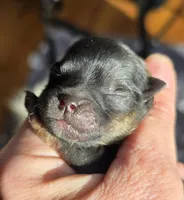 Gucci , a male Pomeranian for sale in Redding, CA – Photo 4 of 10