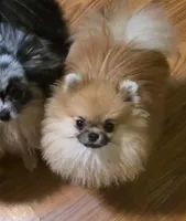 Birdie , a female Pomeranian for sale in Redding, CA – Photo 3 of 4
