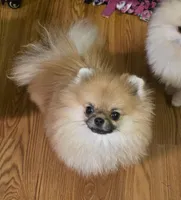 Birdie , a female Pomeranian for sale in Redding, CA – Photo 4 of 4