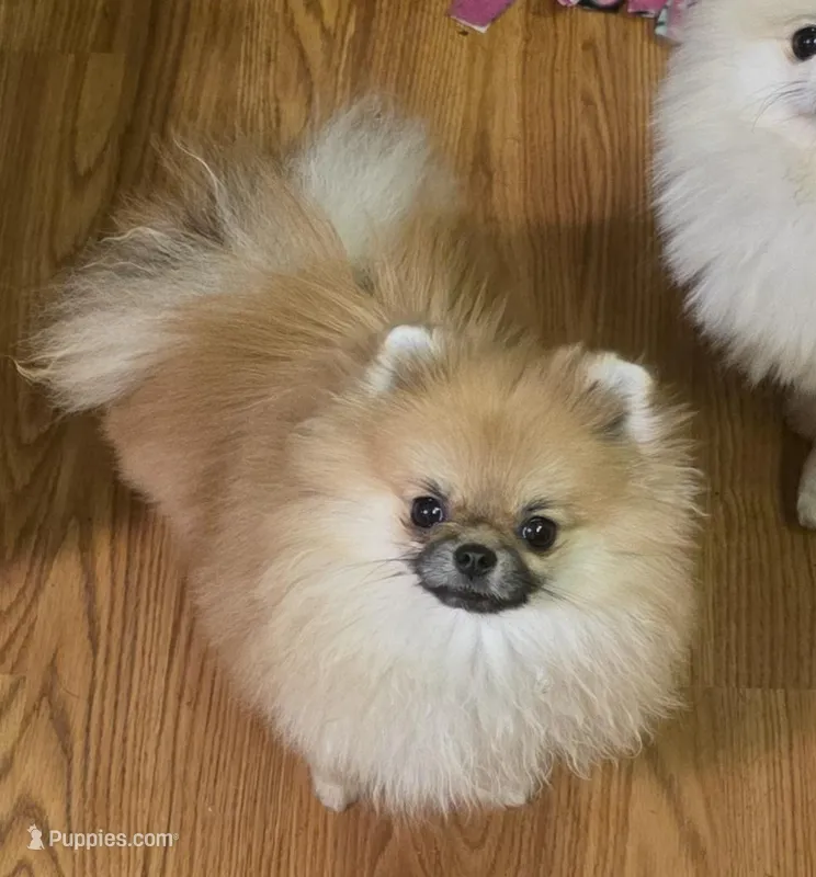 Birdie , a female Pomeranian for sale in Redding, CA – Photo 1 of 4